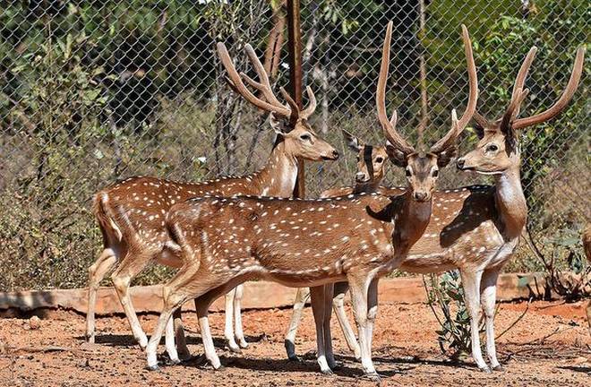 Ballabhpur Wildlife Sanctuary